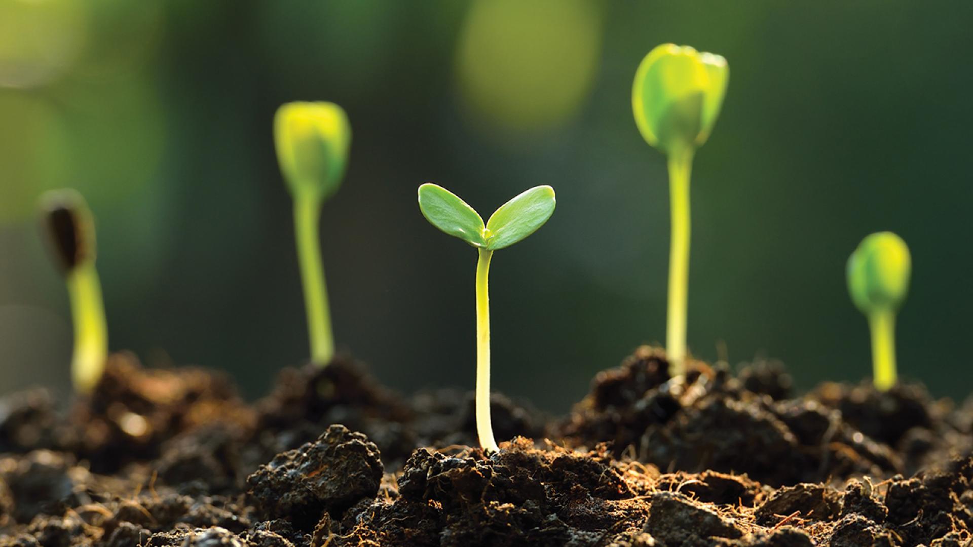 Small green sprouts emerging from ground