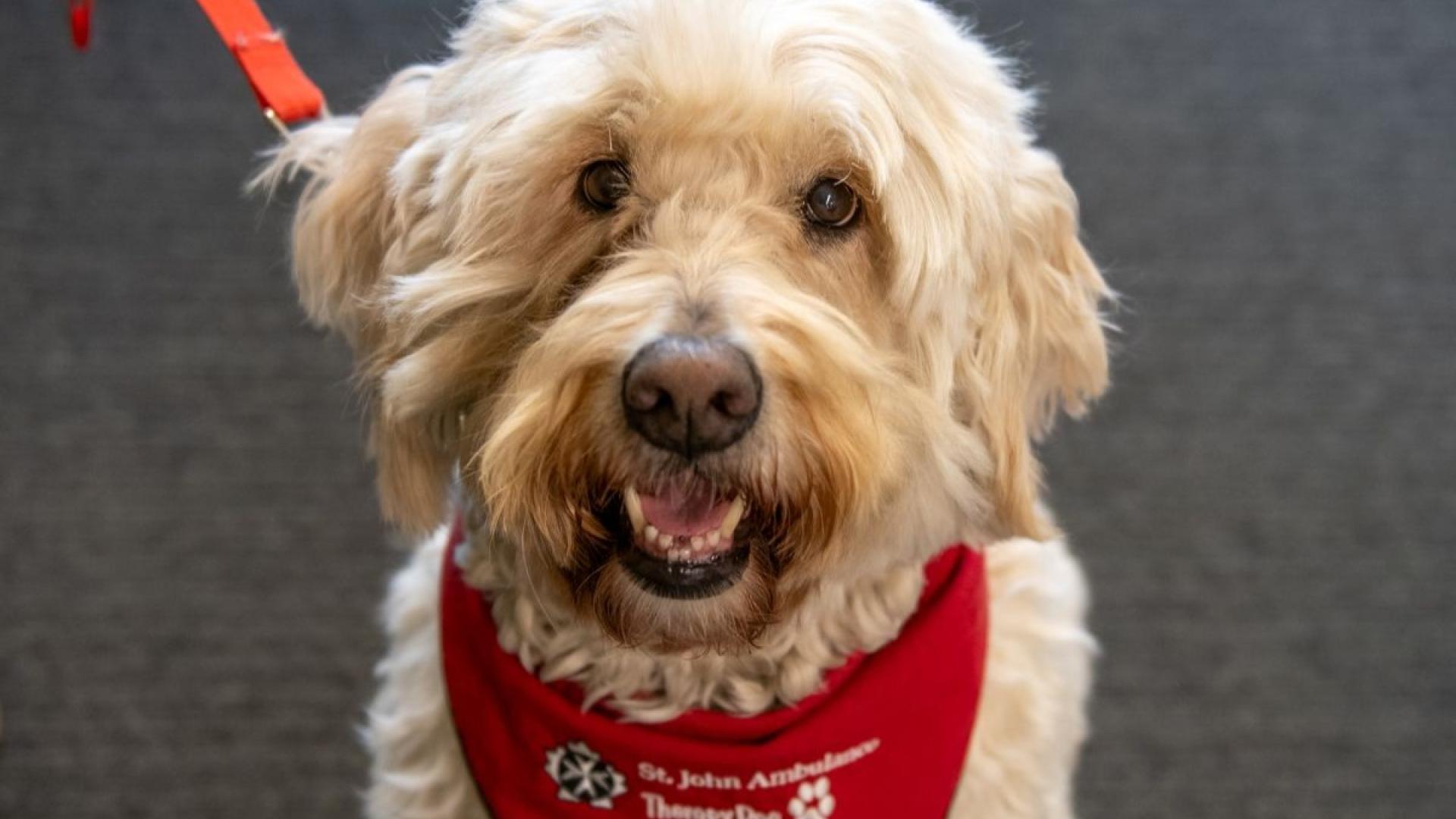 Poodle mix dog with a red bandana with St. John Ambulance logo 