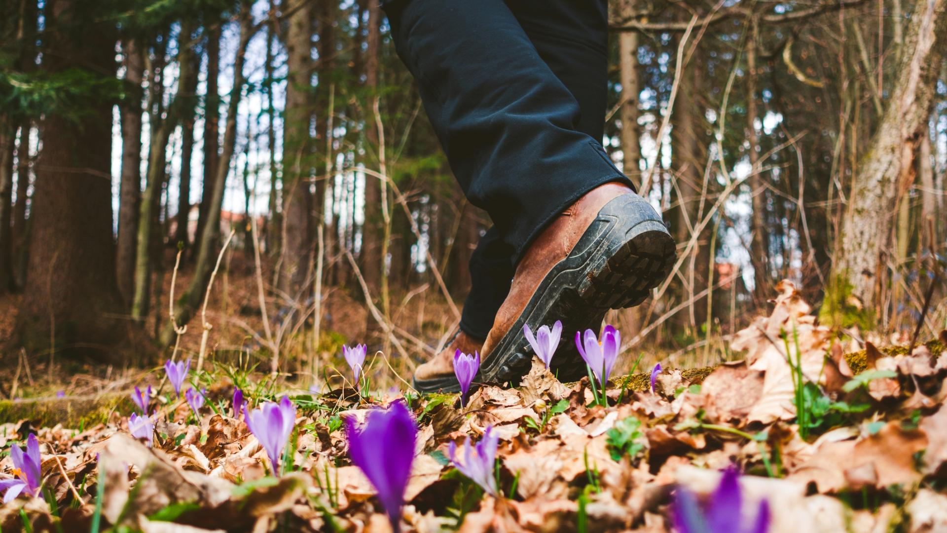 Person in hiking boots walking through the forest with purple spring flowers on the ground