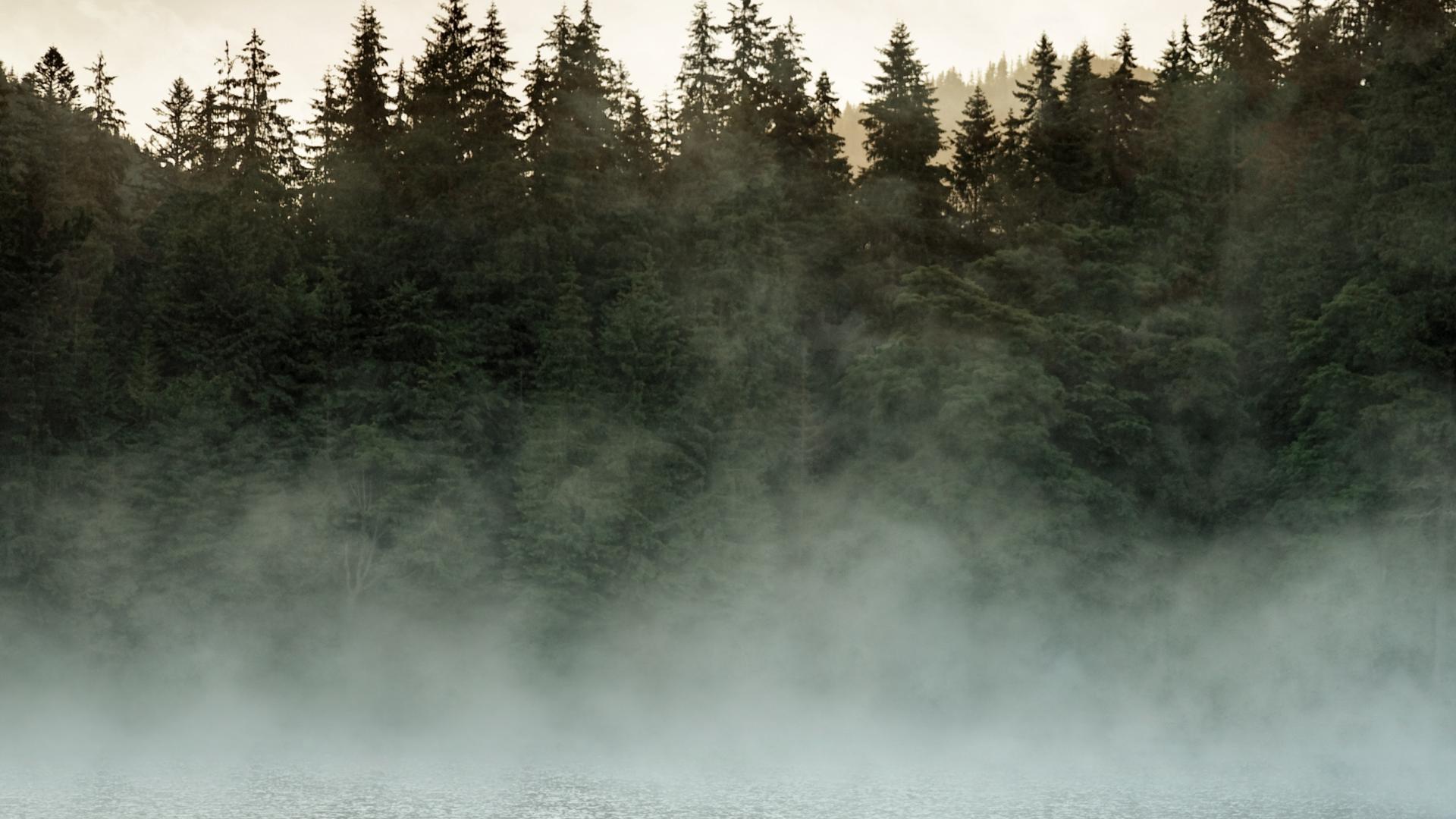 Photo of dark pine trees surrounding a misty lake