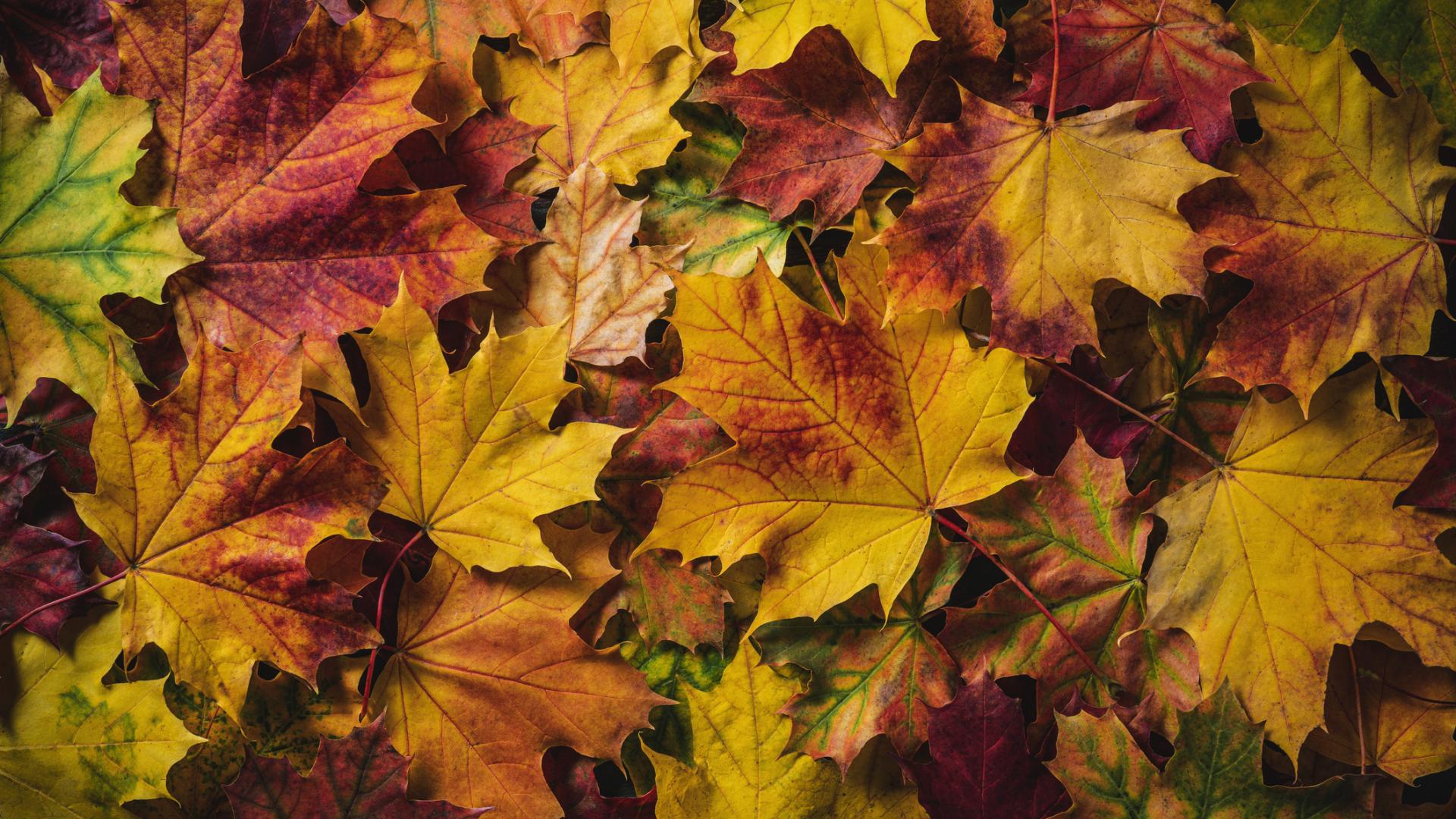 Photo of fall leaves