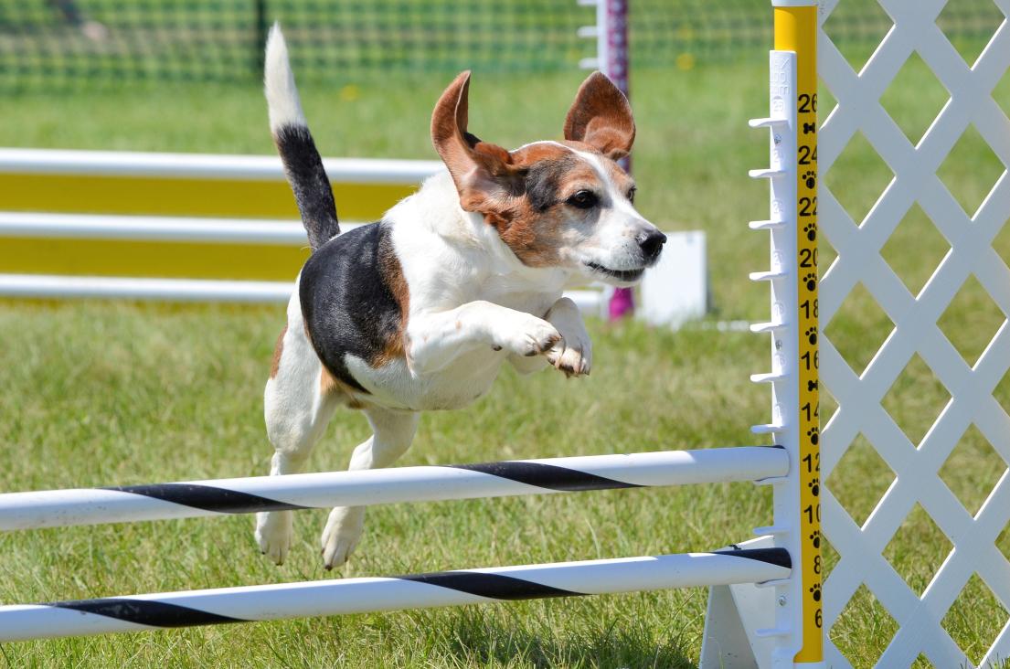 Beagle dog jumping over a rail performing agility 