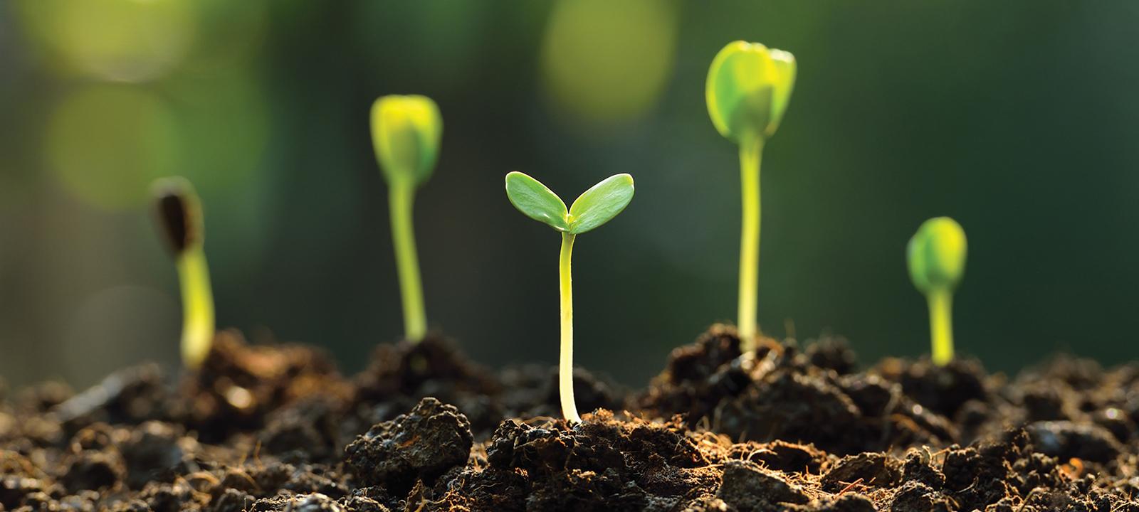 Small green sprouts emerging from ground
